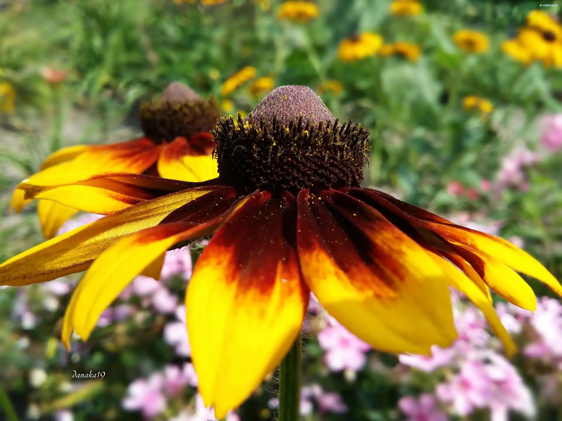 Rudbekia, Kwiat