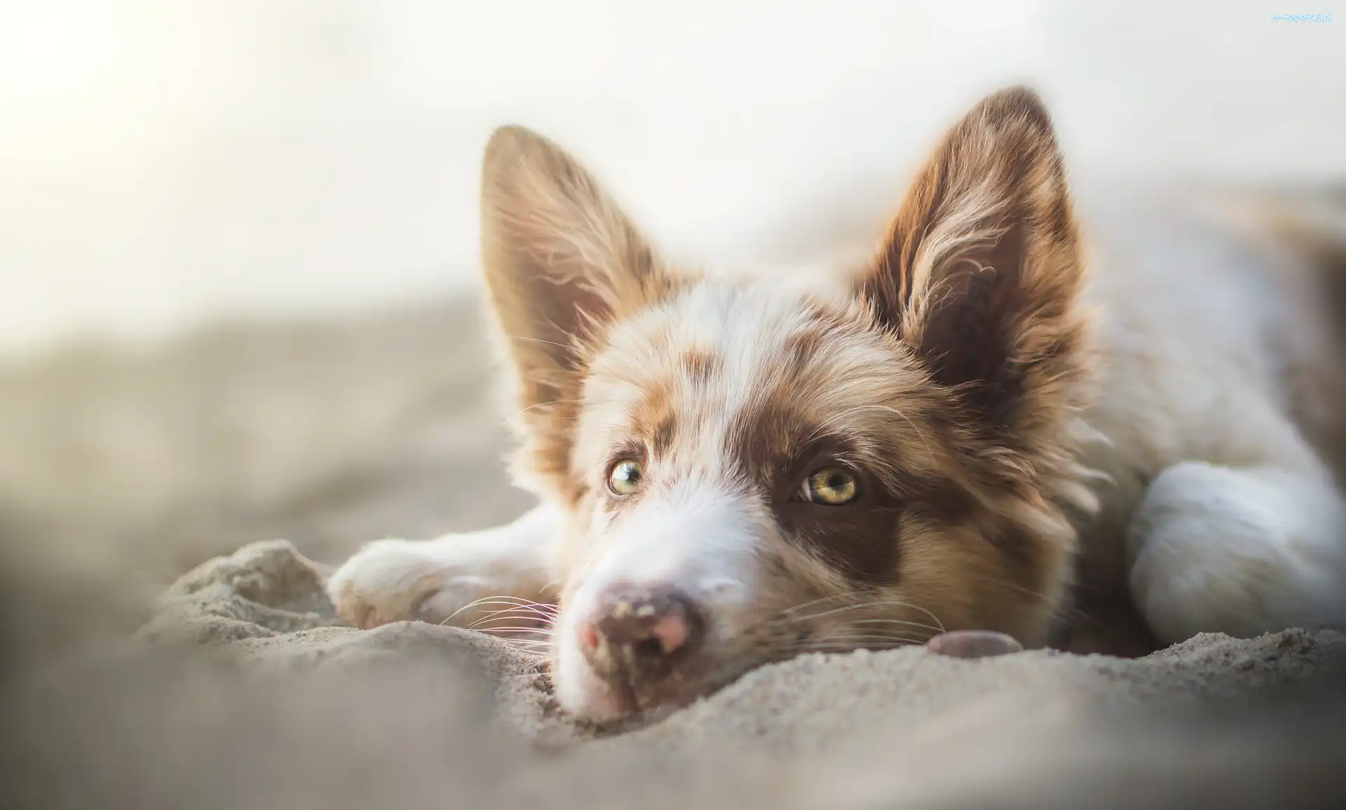 Border Collie, Pies