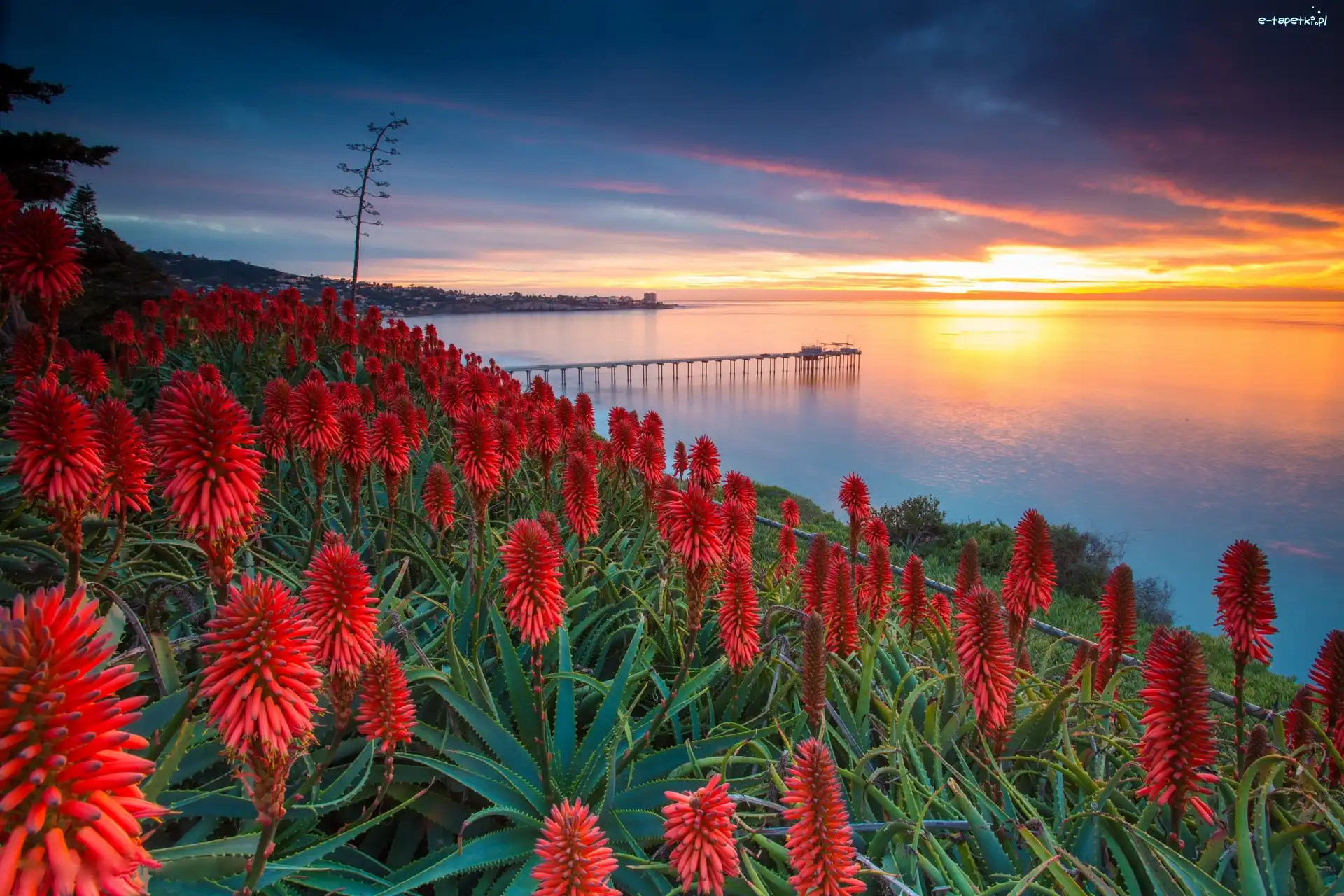 Wybrzeże, Kwiaty, USA, Zachód słońca Morze, Aloes