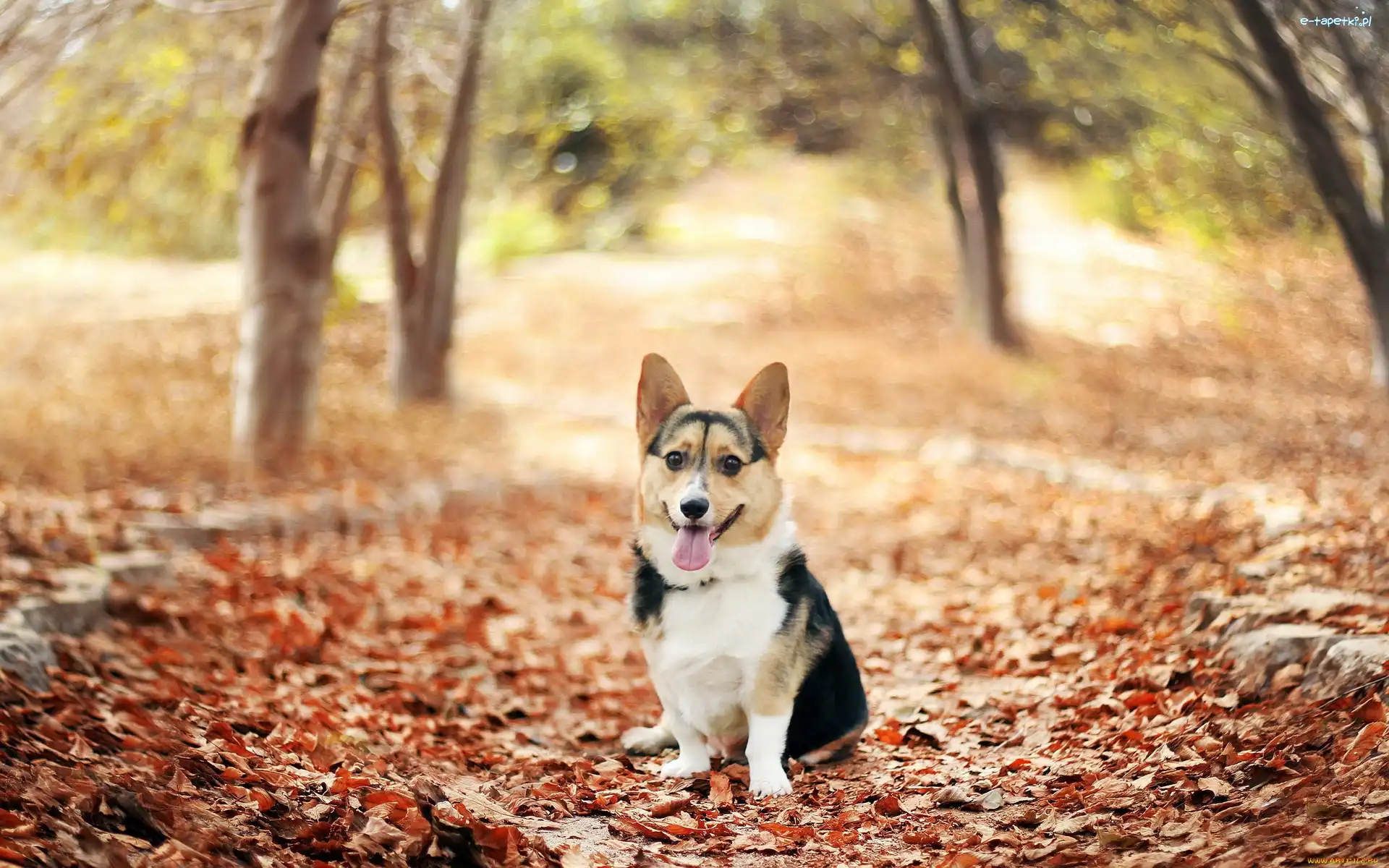 Corgi, Liście, Jesień, Pies
