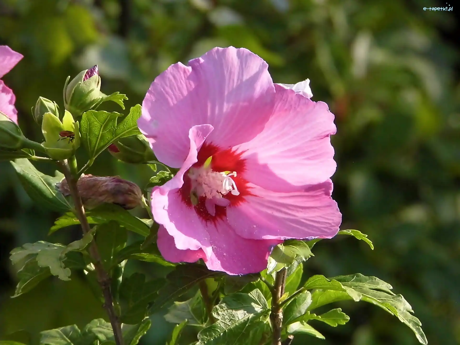 Liście, Hibiskus, Liliowy