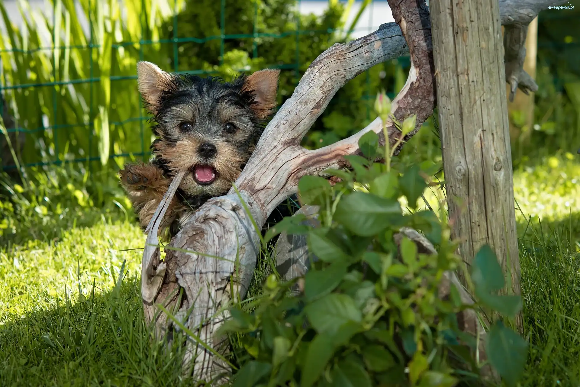 Yorkshire, Trawa, Terrier, Pies
