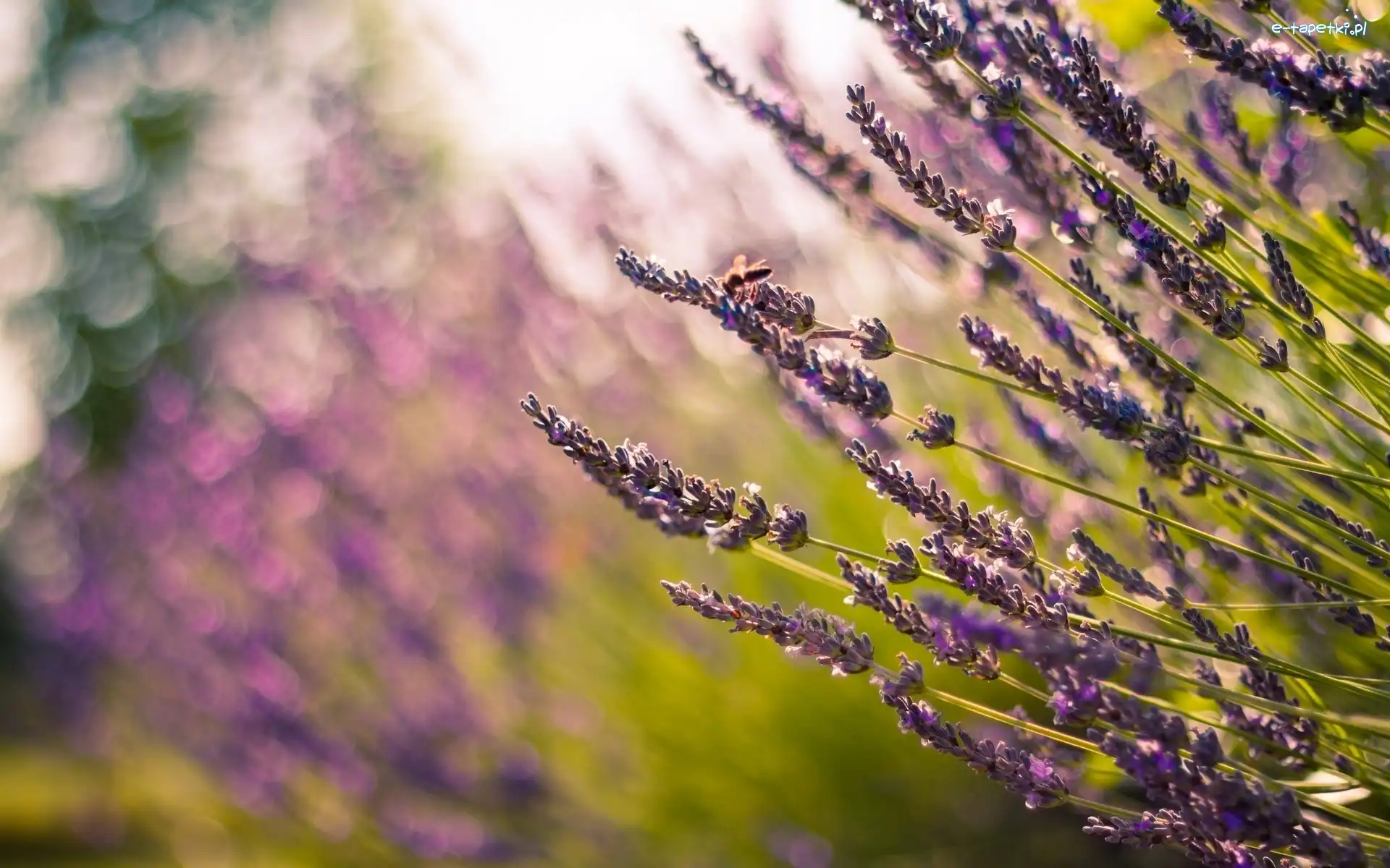 Pszczoła, Rozmycie, Bokeh, Lawenda