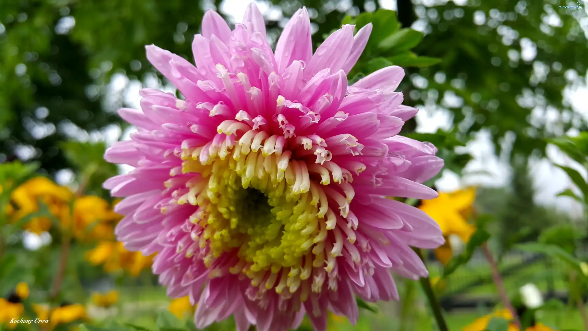 Aster, Różowy