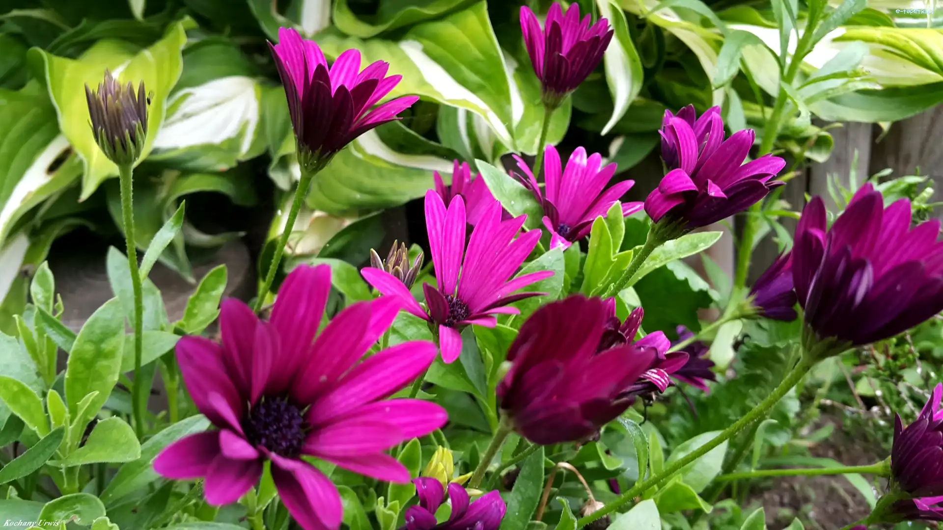 Kwiaty, Afrykańska, Stokrotka, Purpurowe