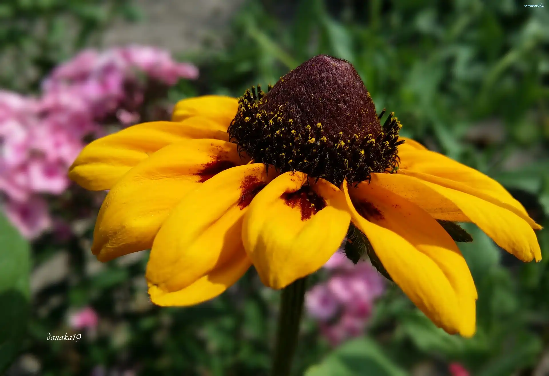 Rudbekia, Kwiat