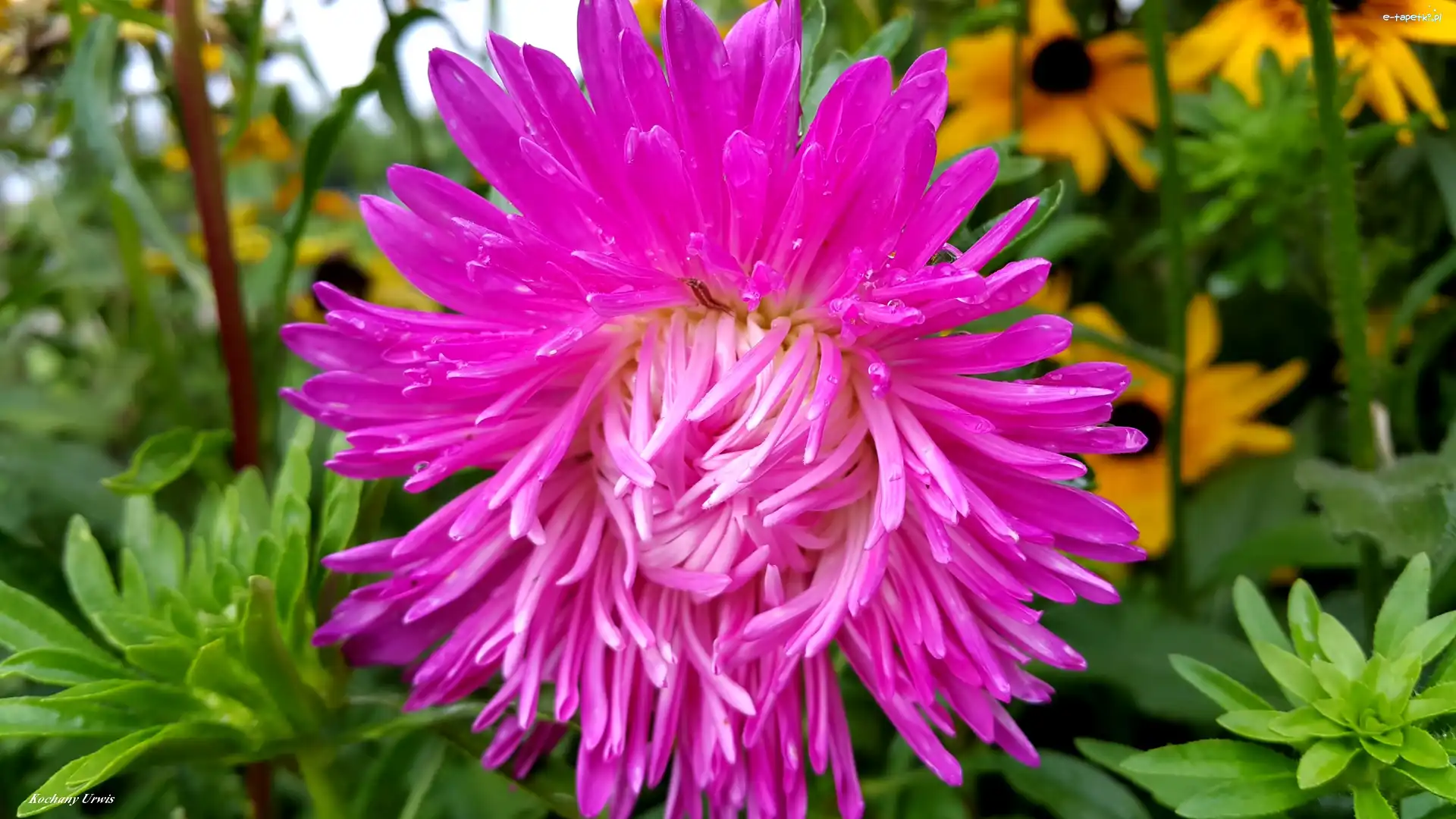 Aster, Deszczu, Krople, Purpurowy