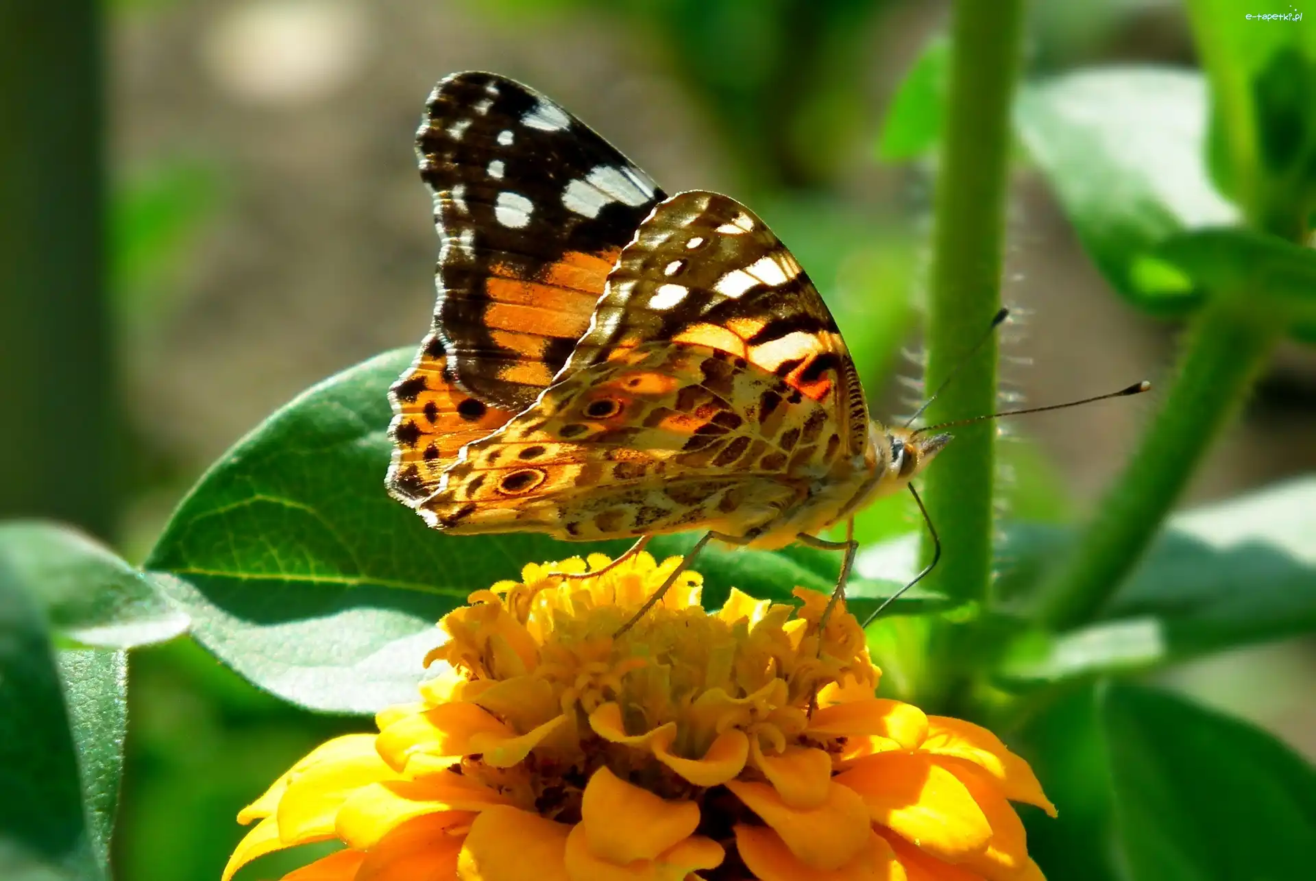 Motyl, Osetnik, Rusałka, Cynia, Kwiat