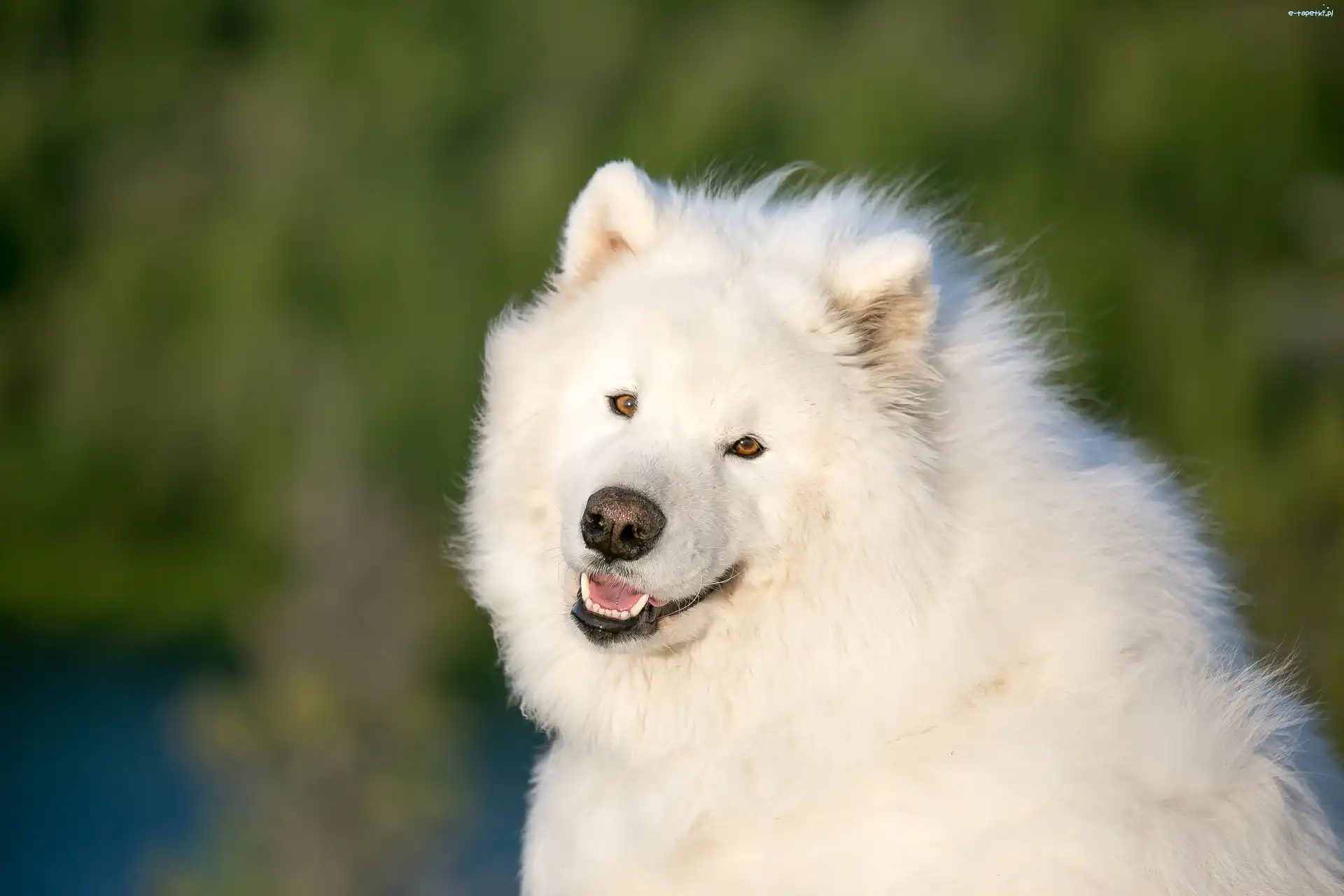 Samojed, Pies