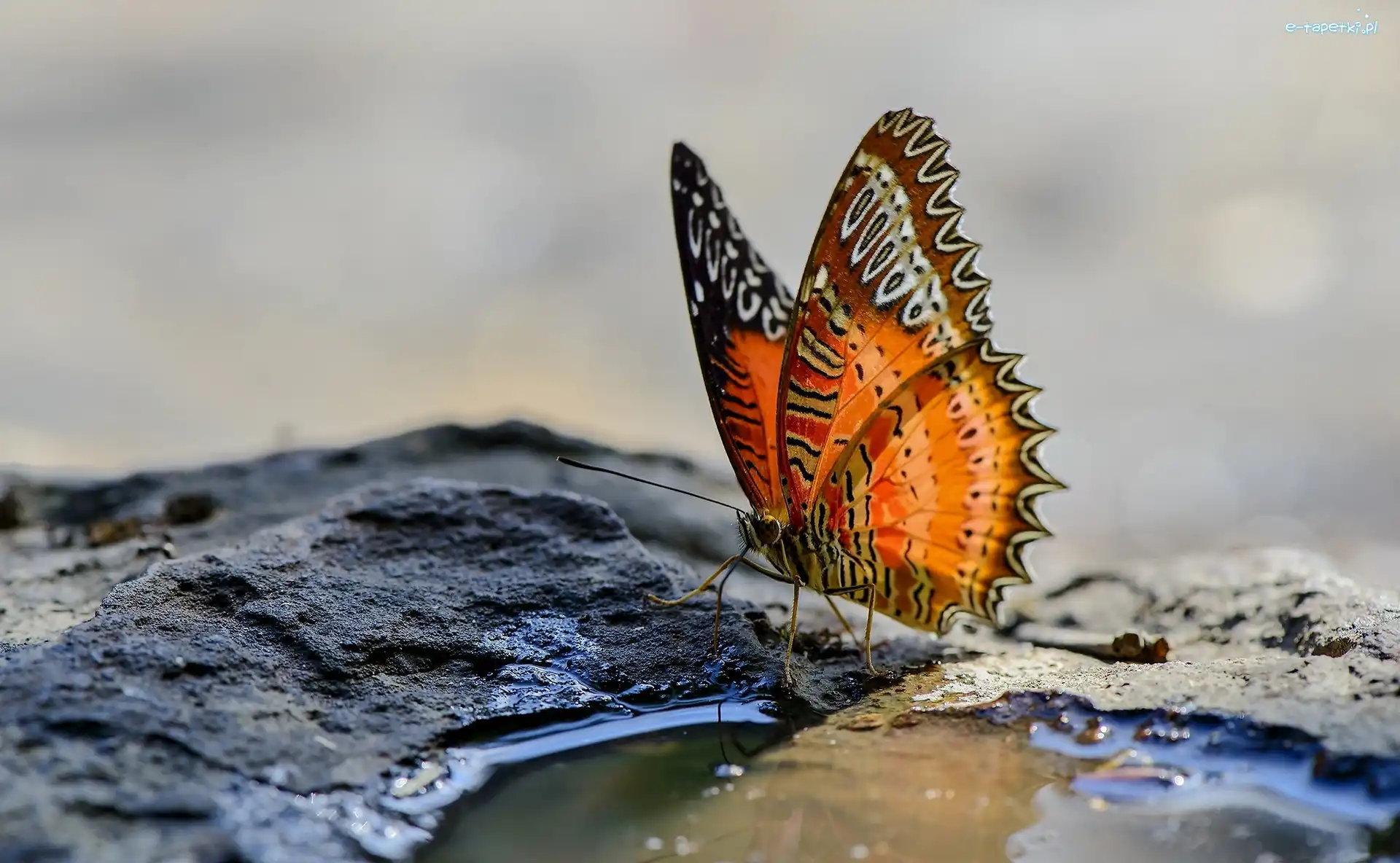 Tło, Motyl