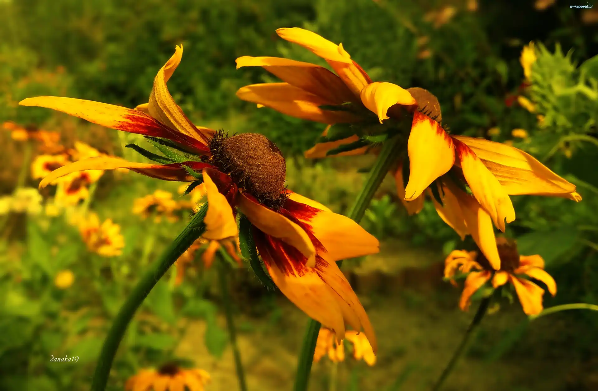 Rudbekie, Kwiaty
