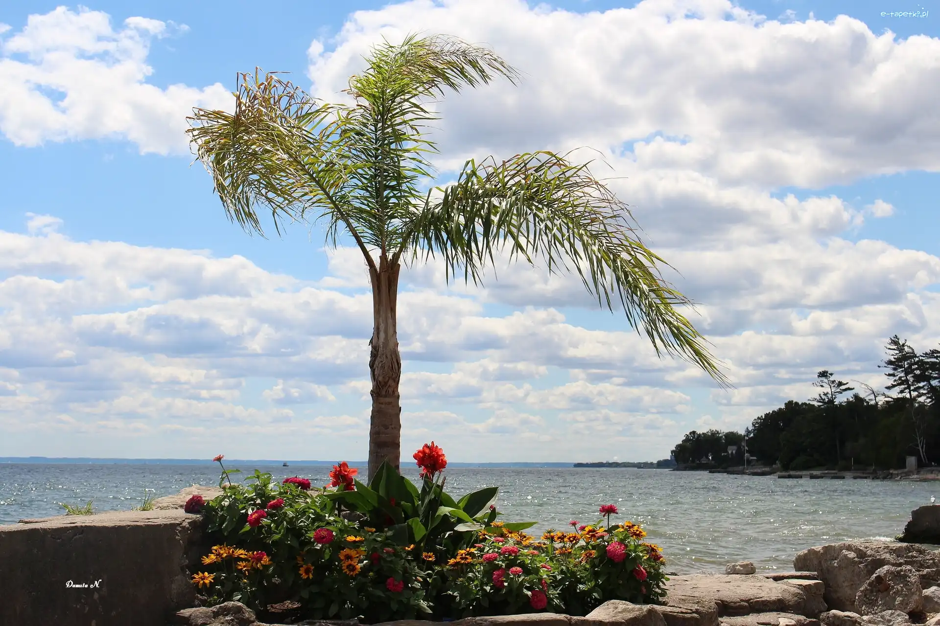 Palma, Ontario, Nabrzeże, Drzewa, Kanada, Kamienie, Kwiaty, Jezioro
