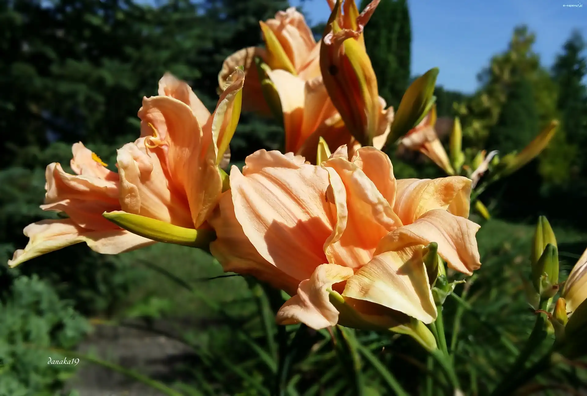 Pomarańczowe, Liliowce, Pełne, Kwiaty