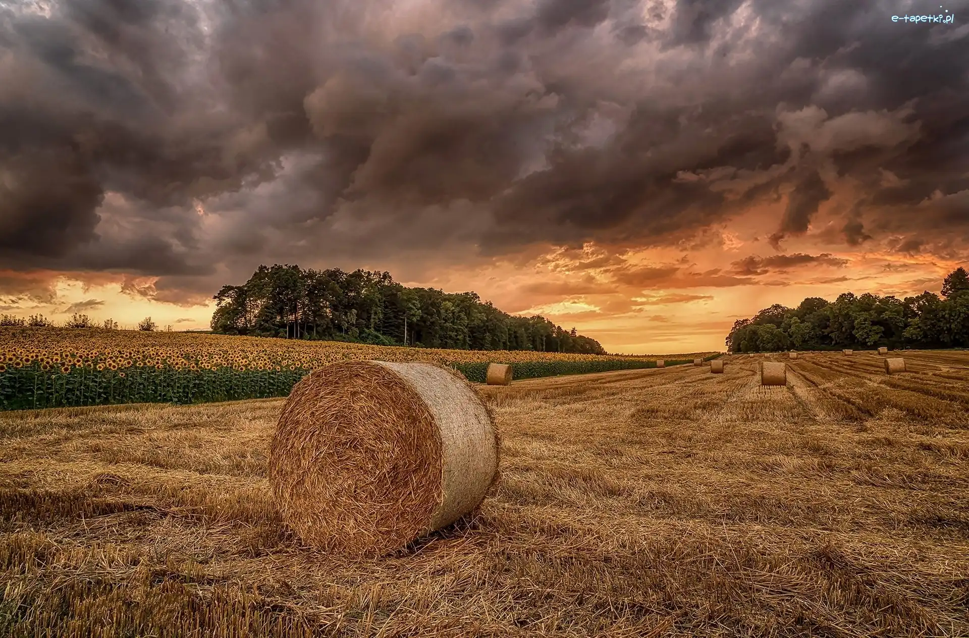 Pole, Słoneczniki, Bele, Chmury, Drzewa