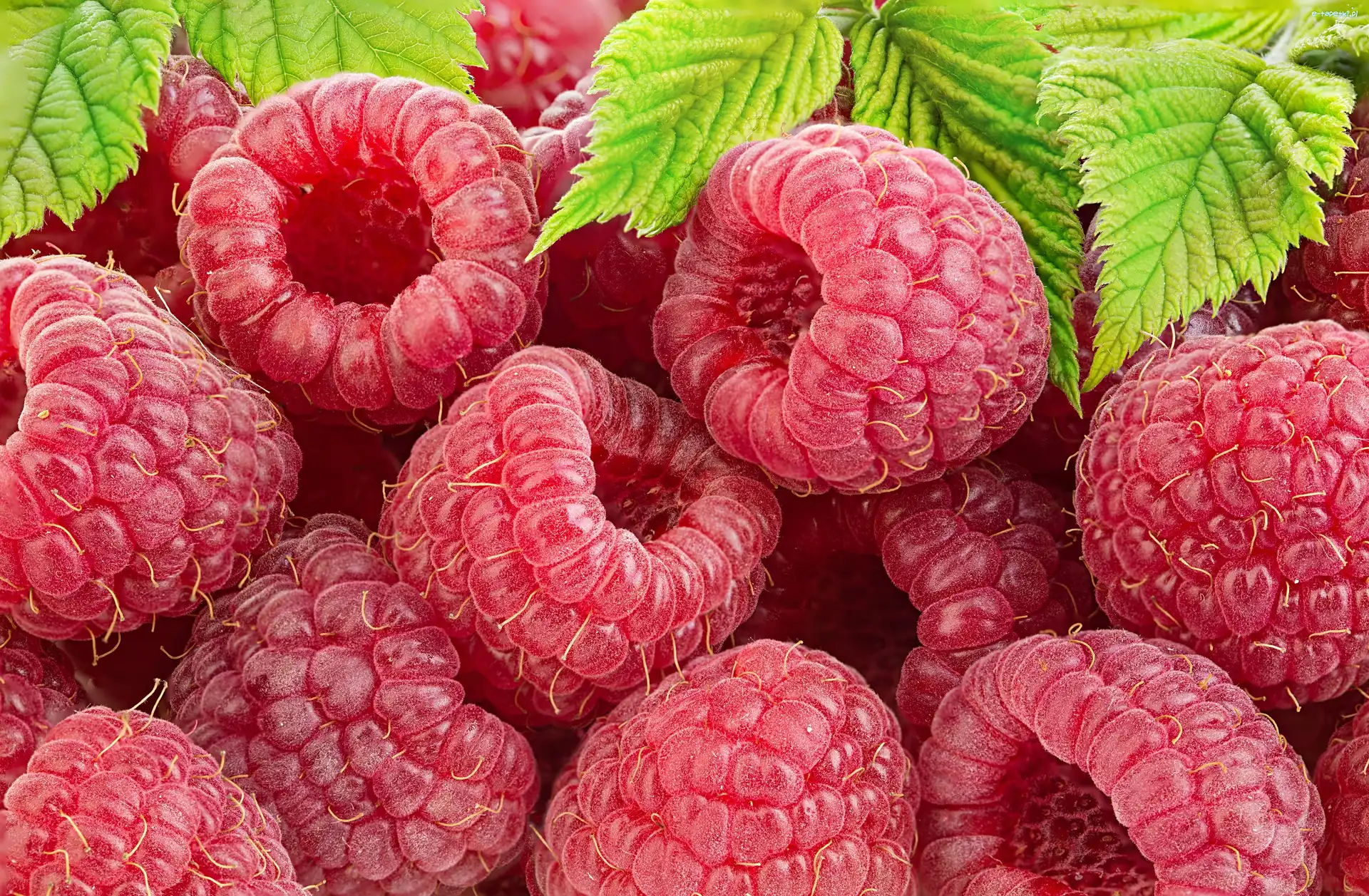Listki, Maliny