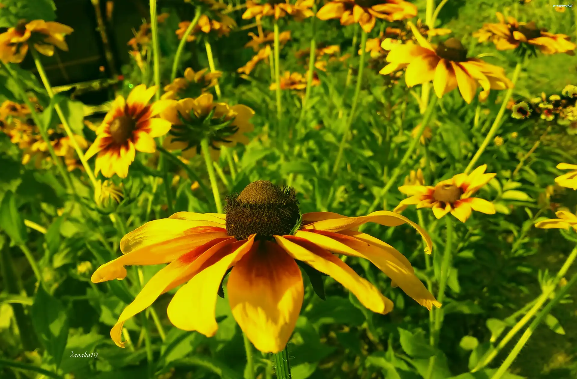 Rudbekie, Kwiaty