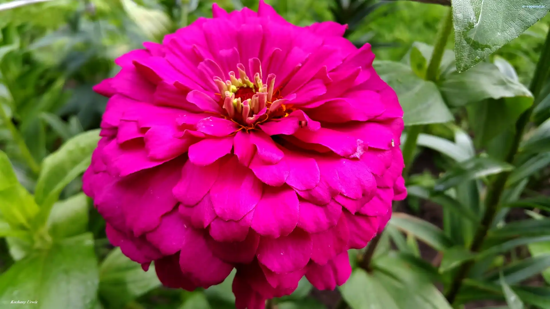 Cynia, Purpurowa
