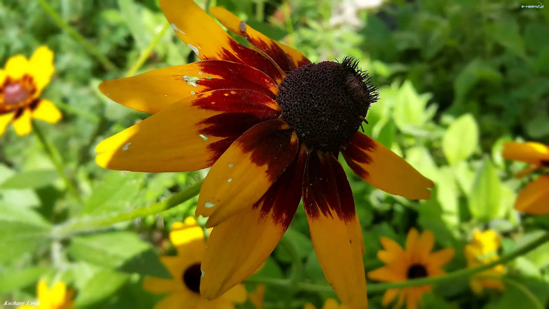 Rudbekia, Kwiaty
