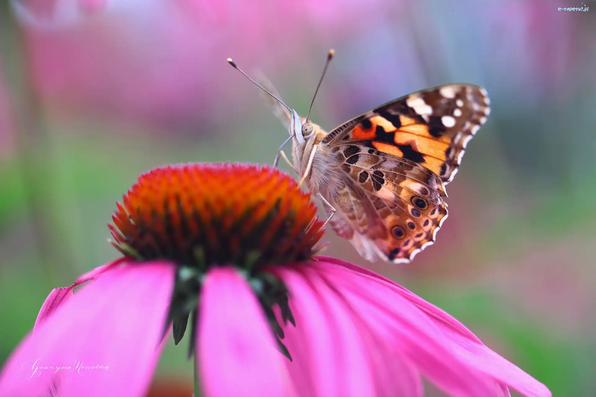 Kwiat, Rusałka Osetnik, Motyl
