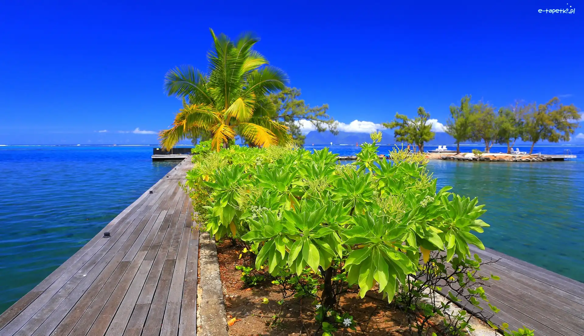 Polinezja Francuska, Molo, Tahiti, Rośliny, Palma