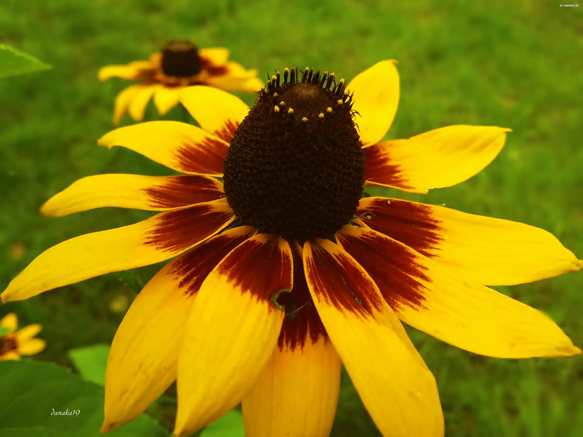 Rudbekia, Kwiat