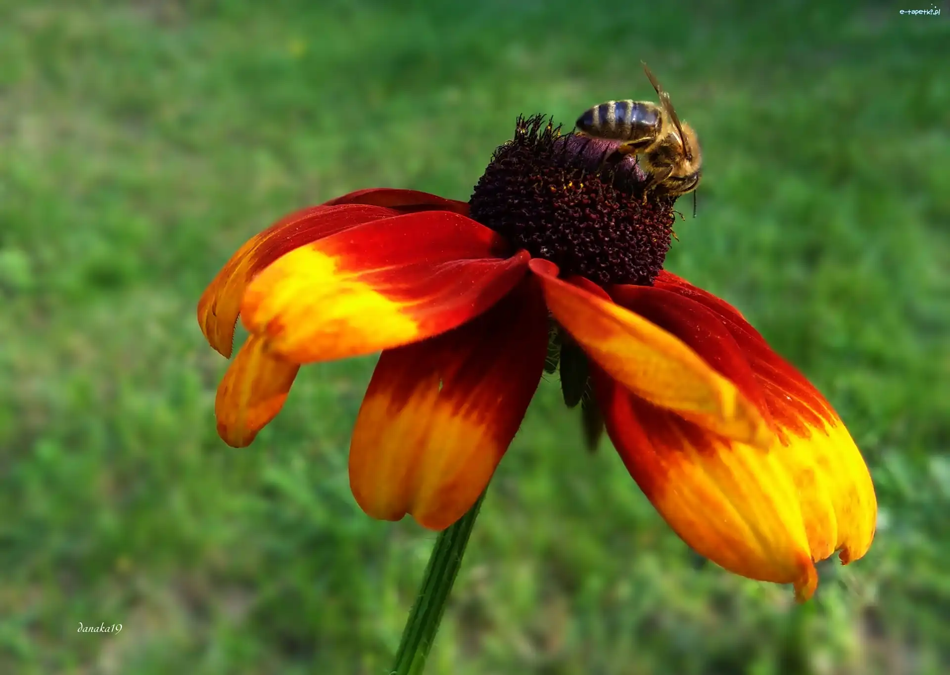 Rudbekia, Pszczoła, Owad, Kwiat