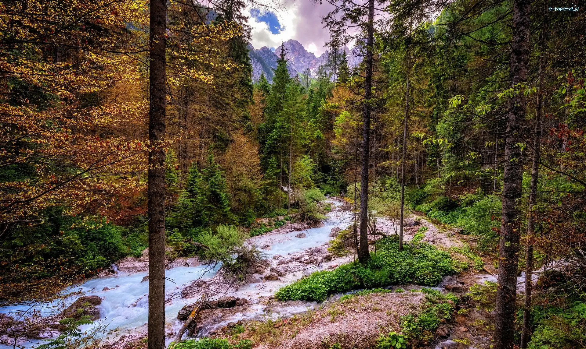 Rzeka, Drzewa, Las