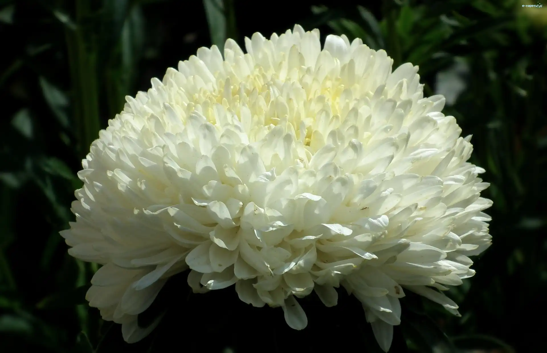 Aster, Kwiat, Przyroda