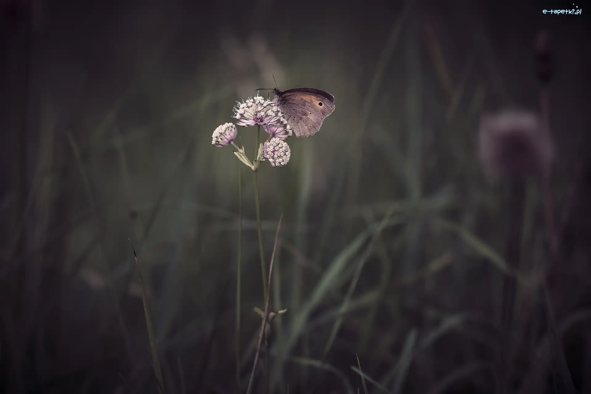 Trawa, Kwiat, Motyl