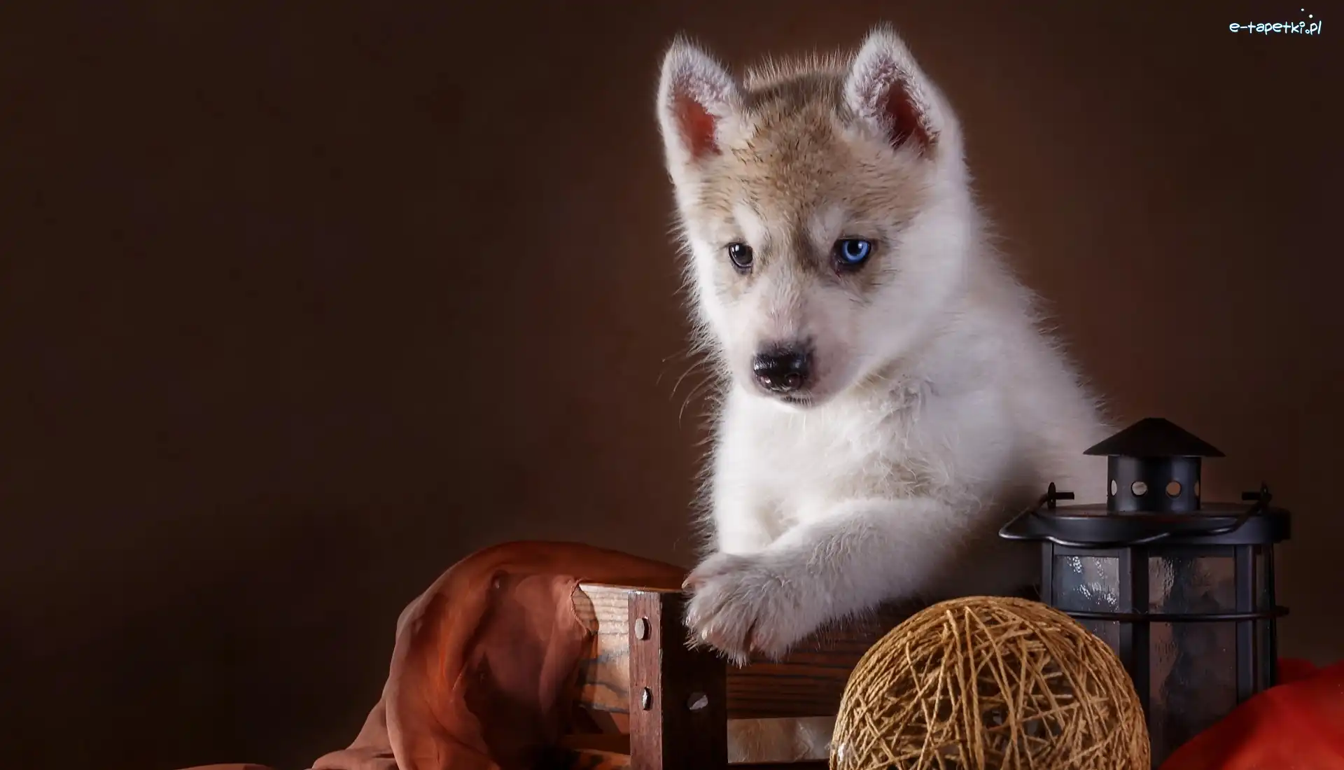 Szczeniak, Husky, Siberian, Pies