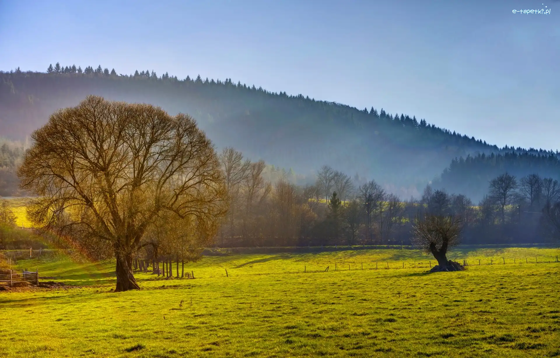Zalesione, Pole, Wzgórza, Mgła, Drzewa