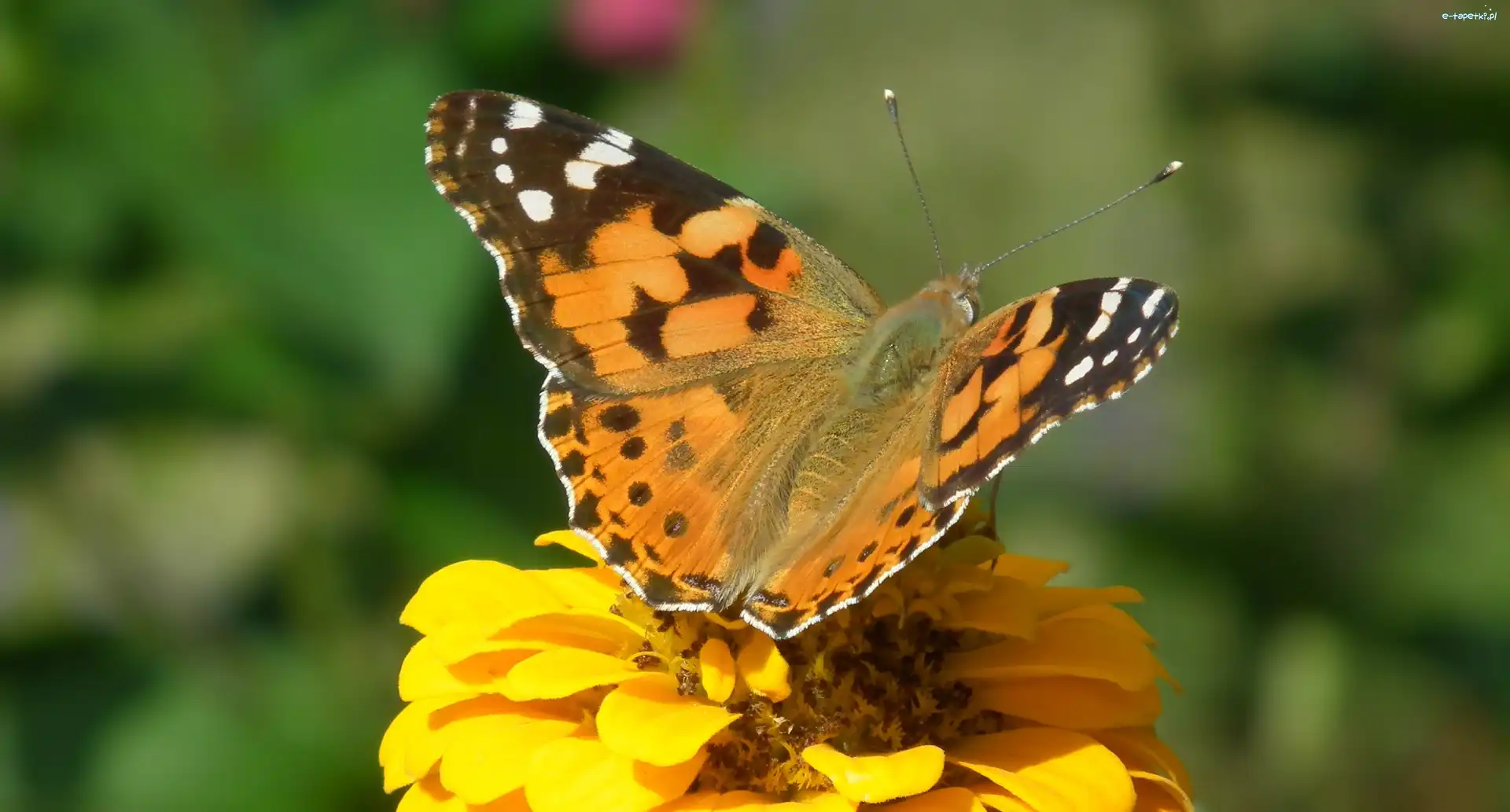 Motyl, Osetnik, Rusałka, Cynia, Kwiat