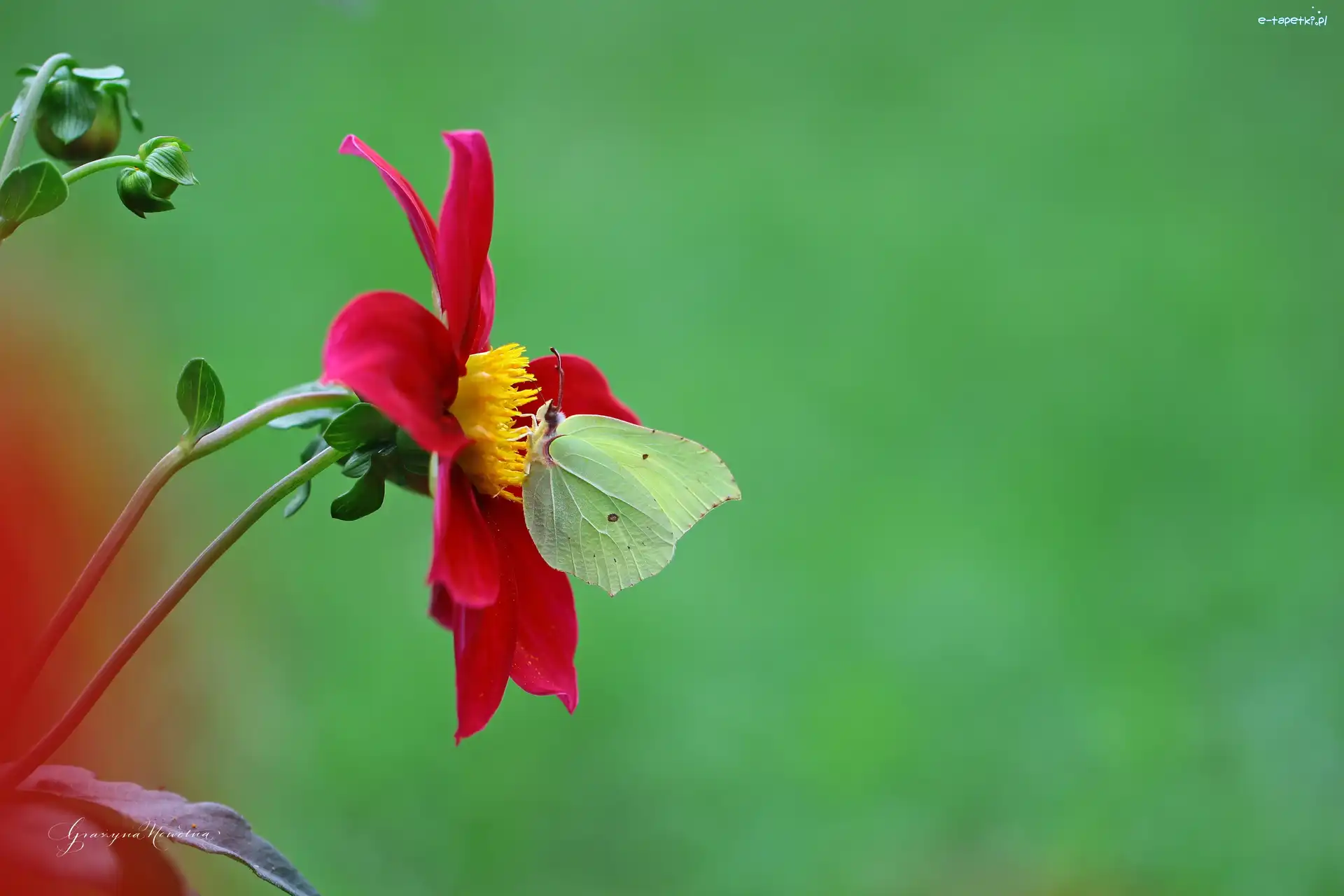 Dalia, Cytrynek, Motyl, Czerwona