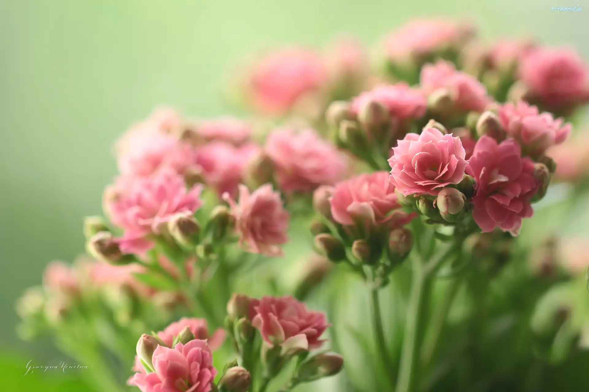 Kwiaty, Kalanchoe, Doniczkowe, Różowe