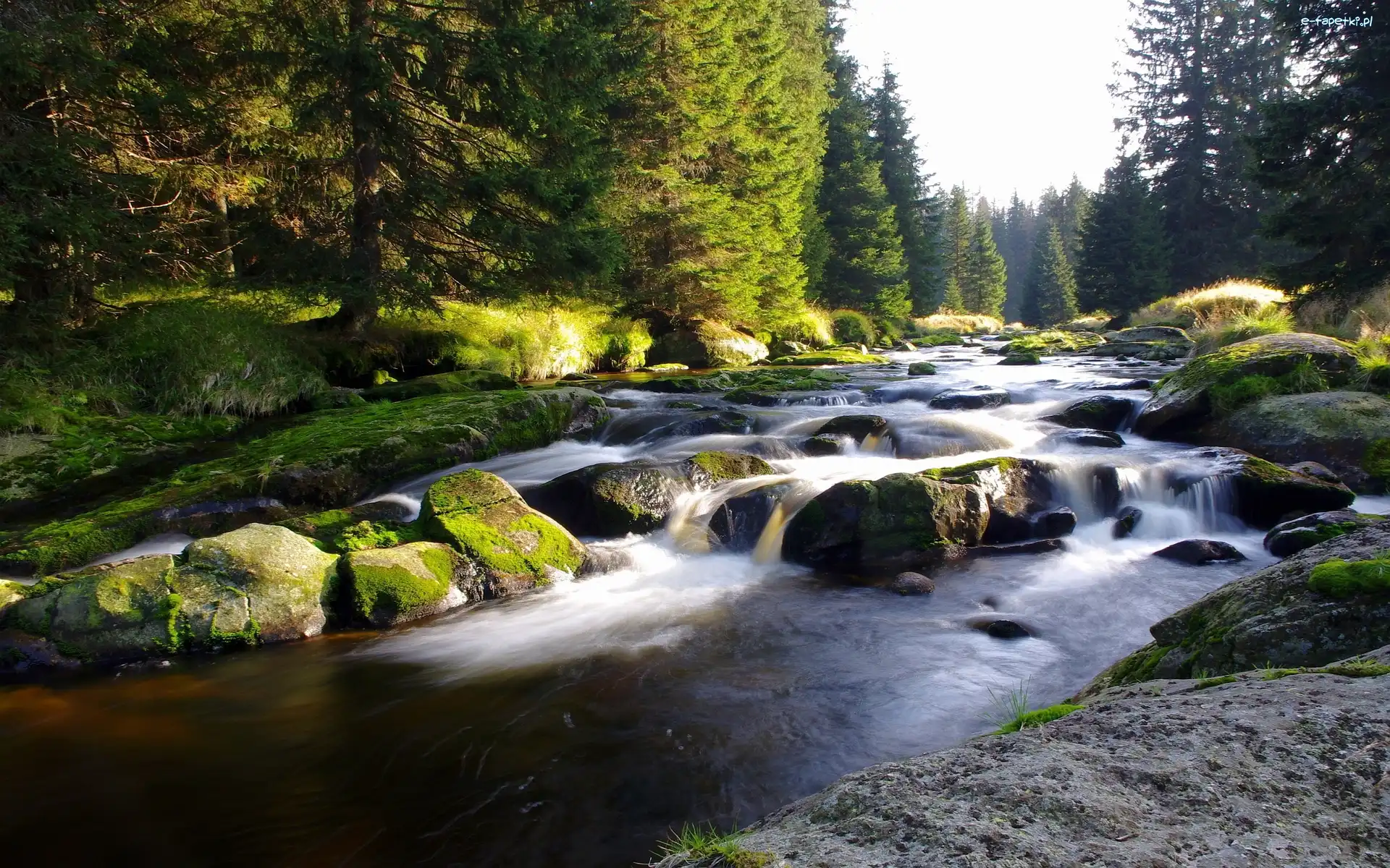 Rzeka, Las, Kamienie, Strumień