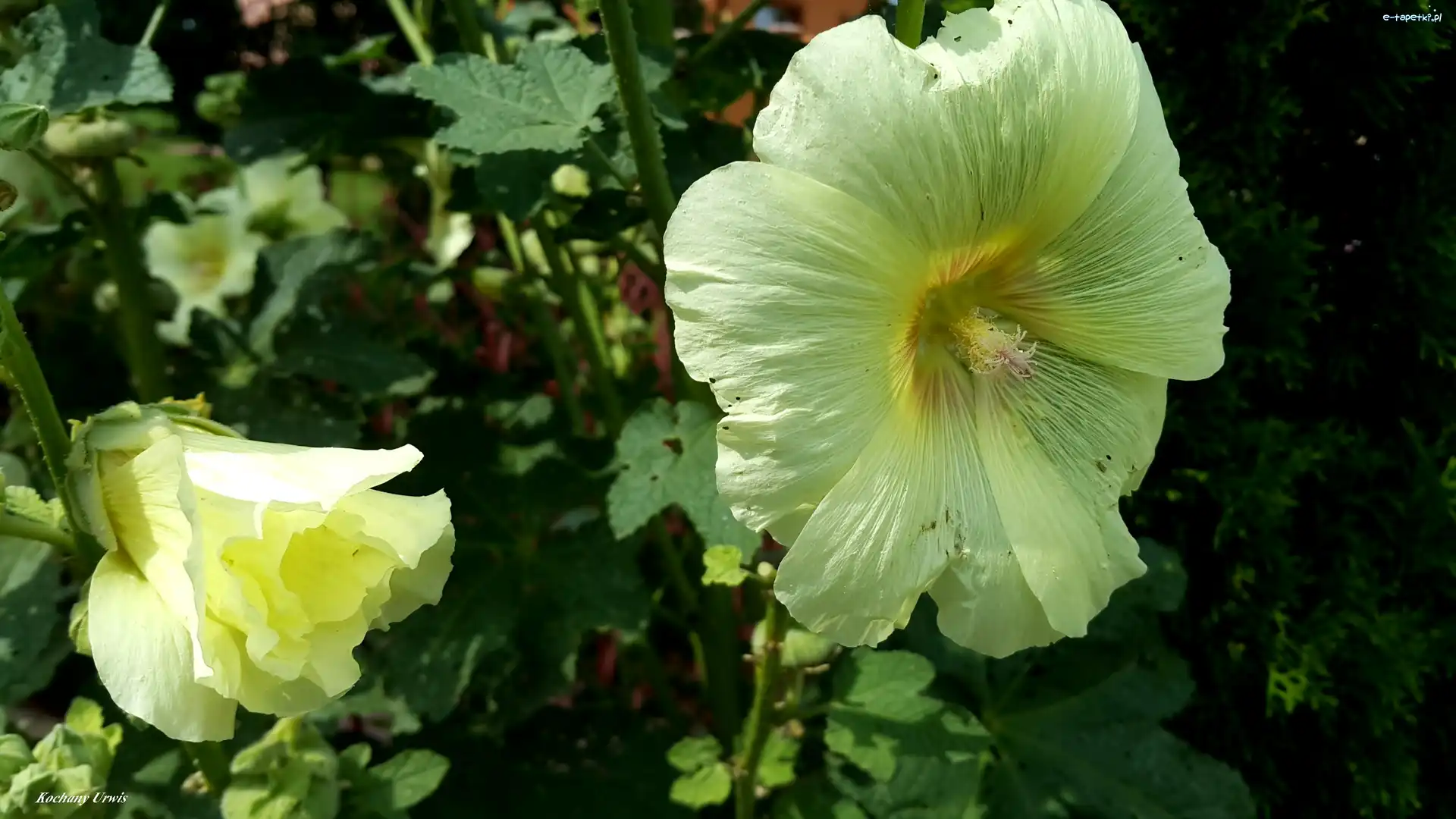 Malwy, Kwiaty