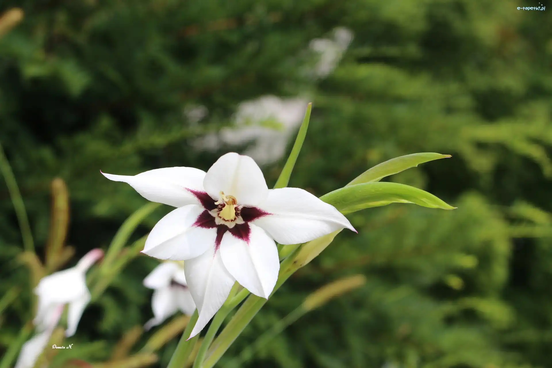 Acidanthera, Kwiat, Biały