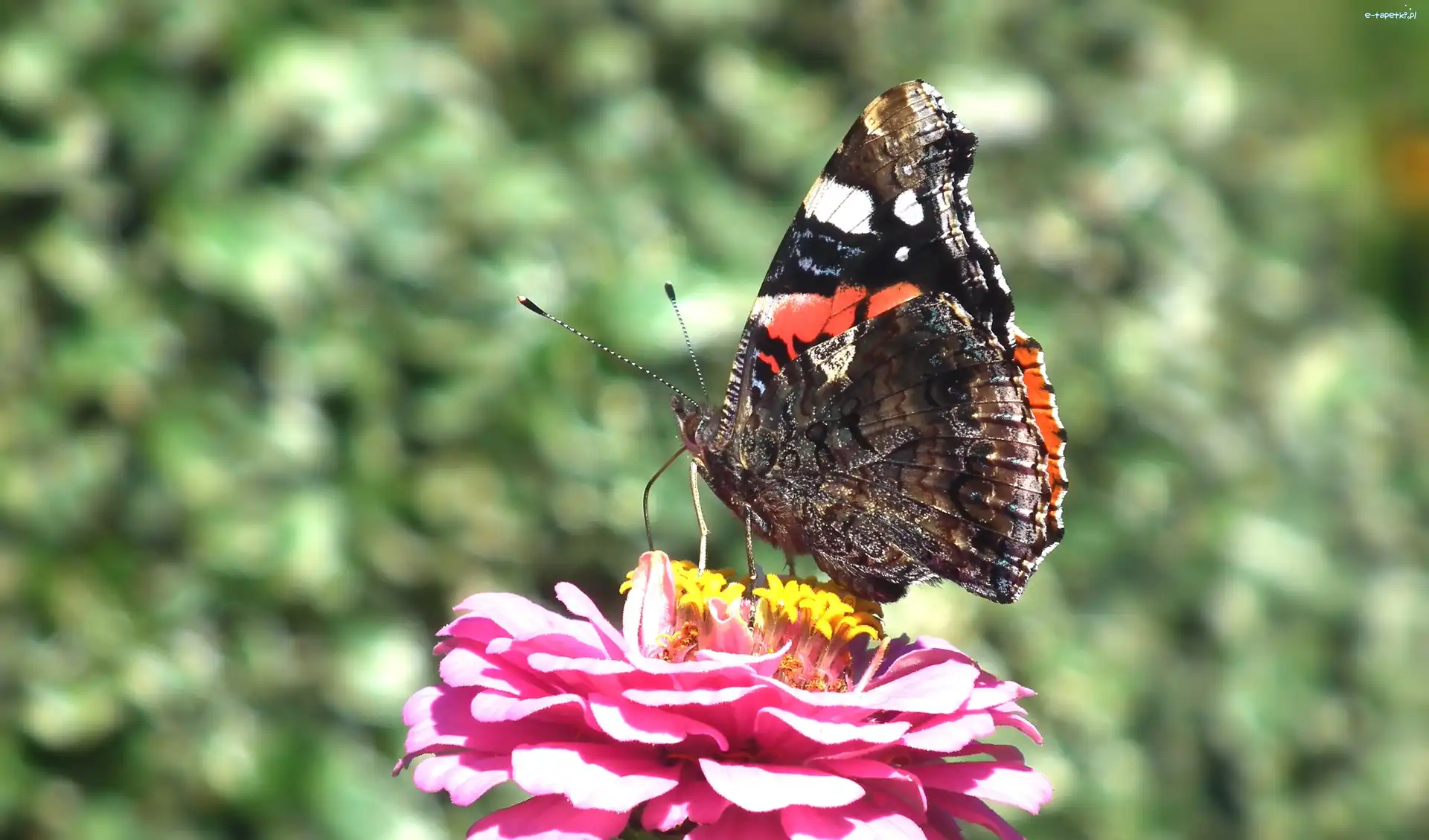 Rusałka admirał, Cynia, Kwiat, Motyl