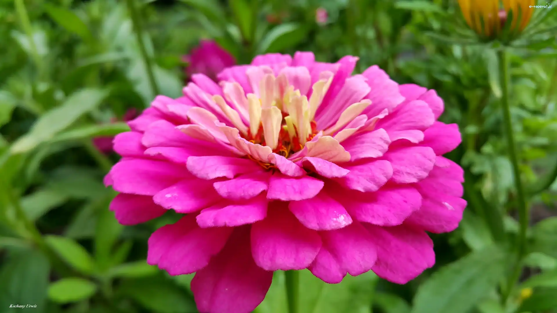 Cynia, Purpurowa