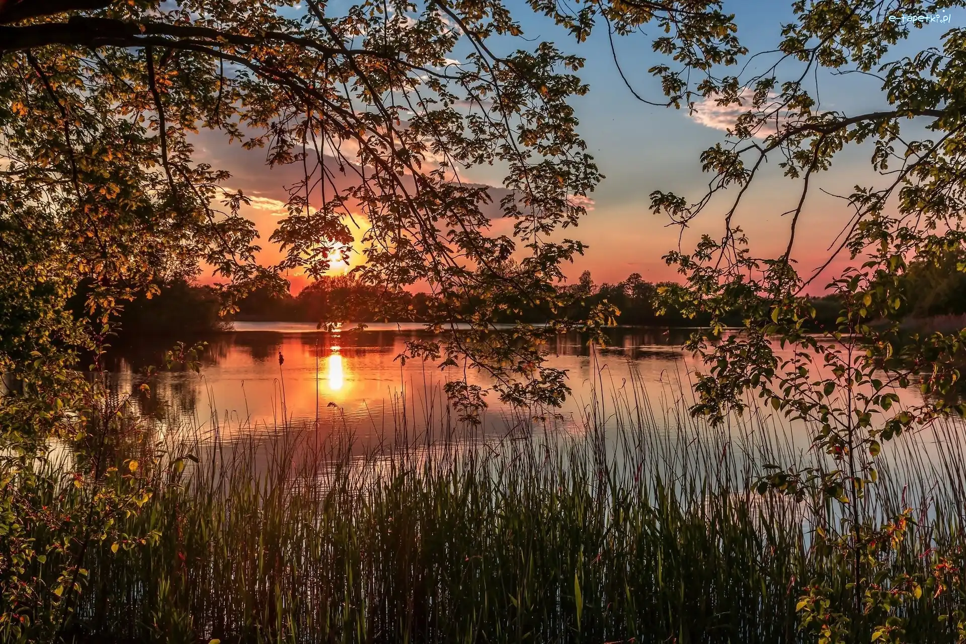 Jezioro, Trawy, Drzewa, Słońca, Wschód