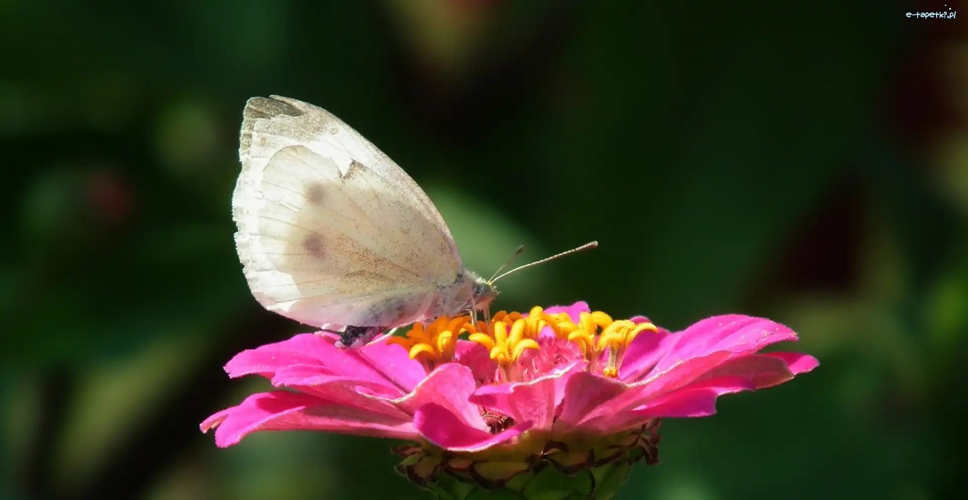 Cynia, Kwiat, Motyl