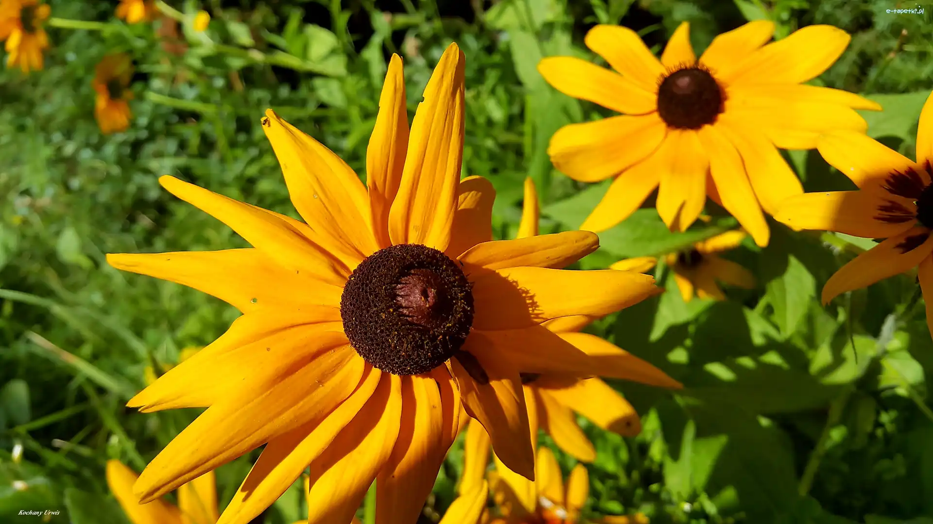 Rudbekie, Kwiaty