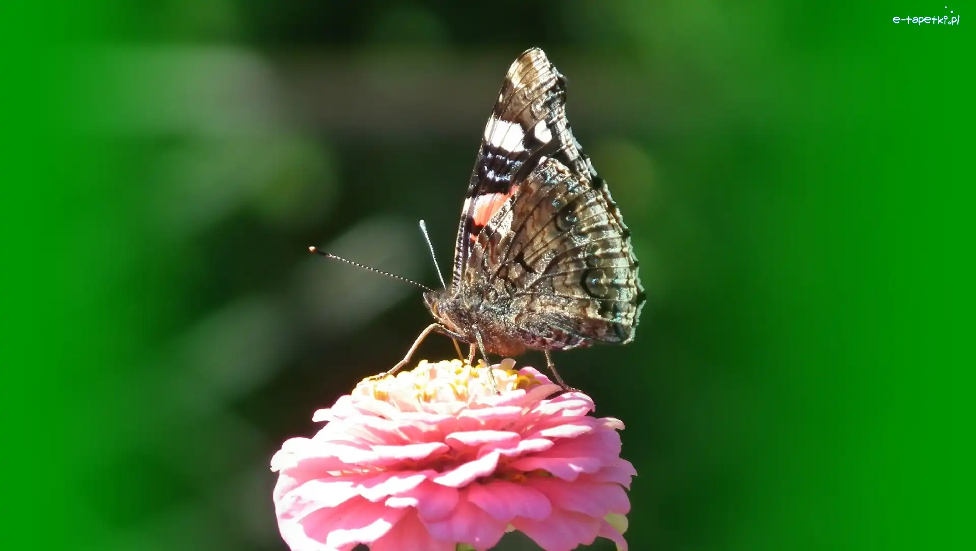Rusałka Admirał, Motyl