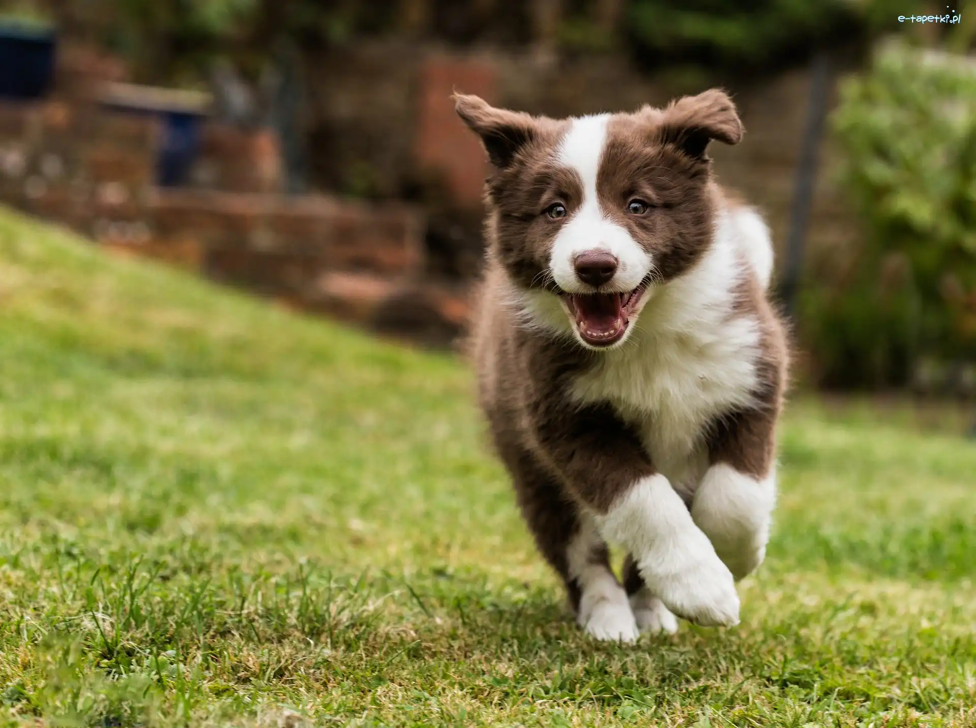 Border, Szczeniak, Collie, Pies