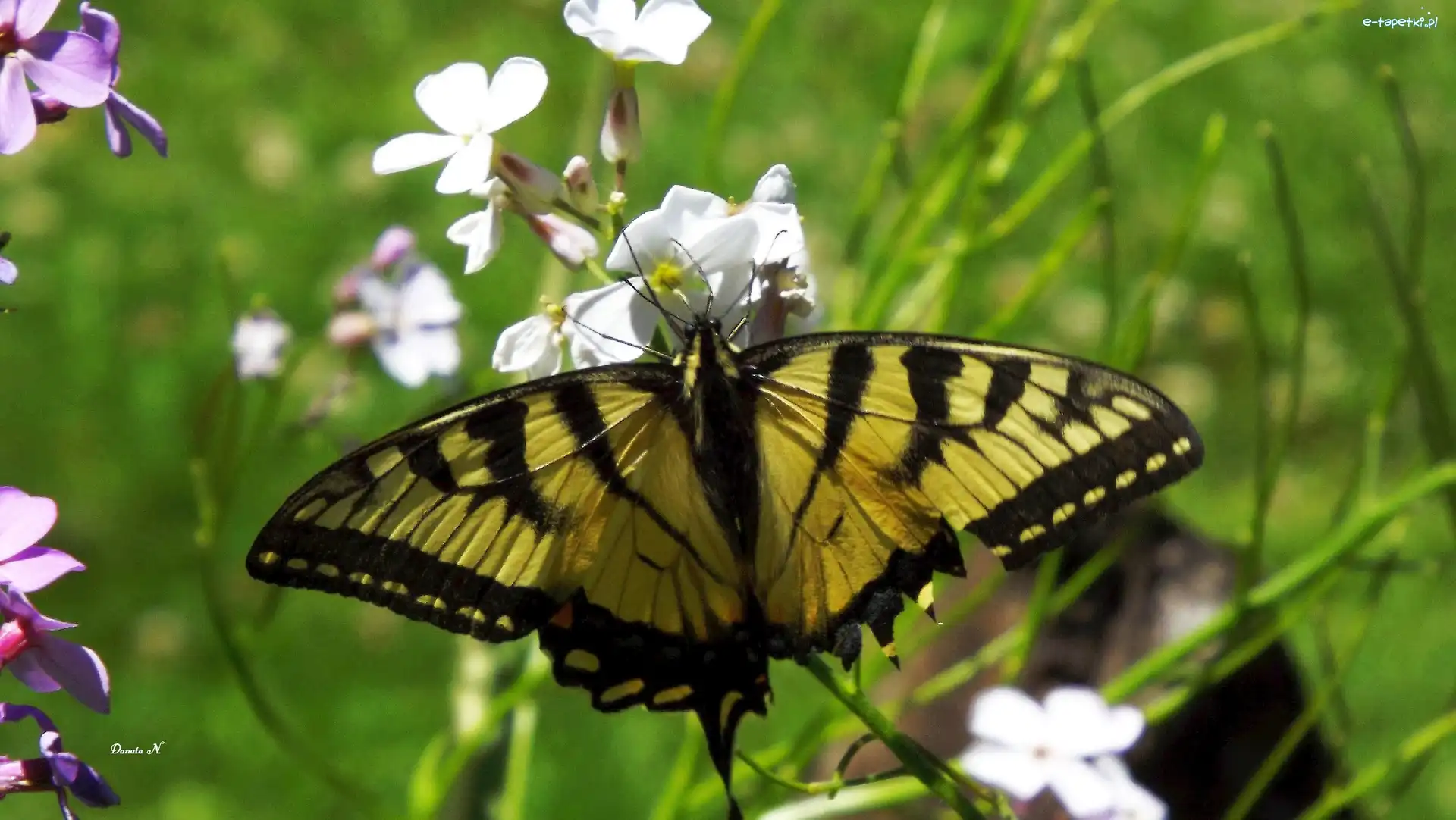 Motyl, Czarny, Żółty