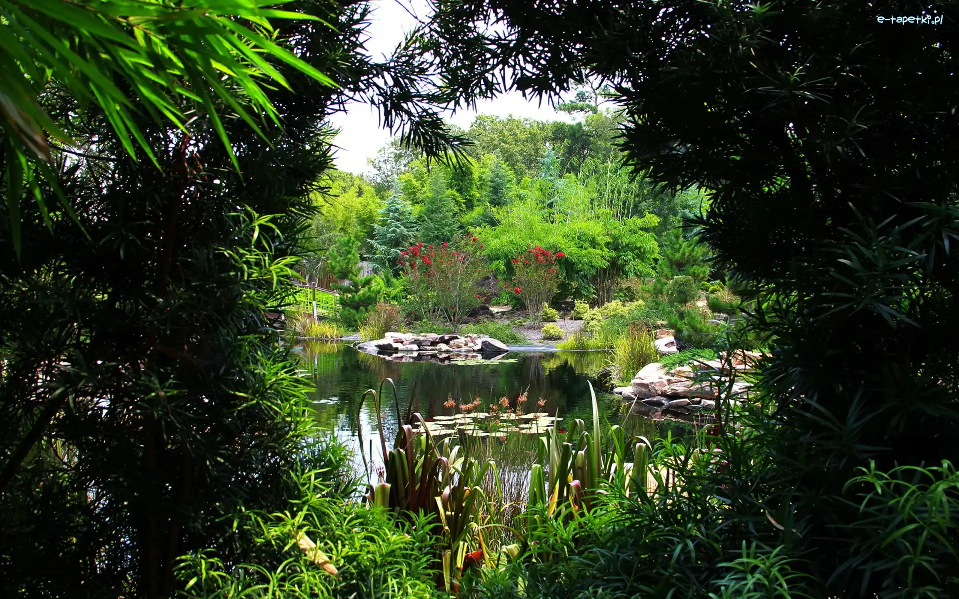 Rośliny, Staw, Park