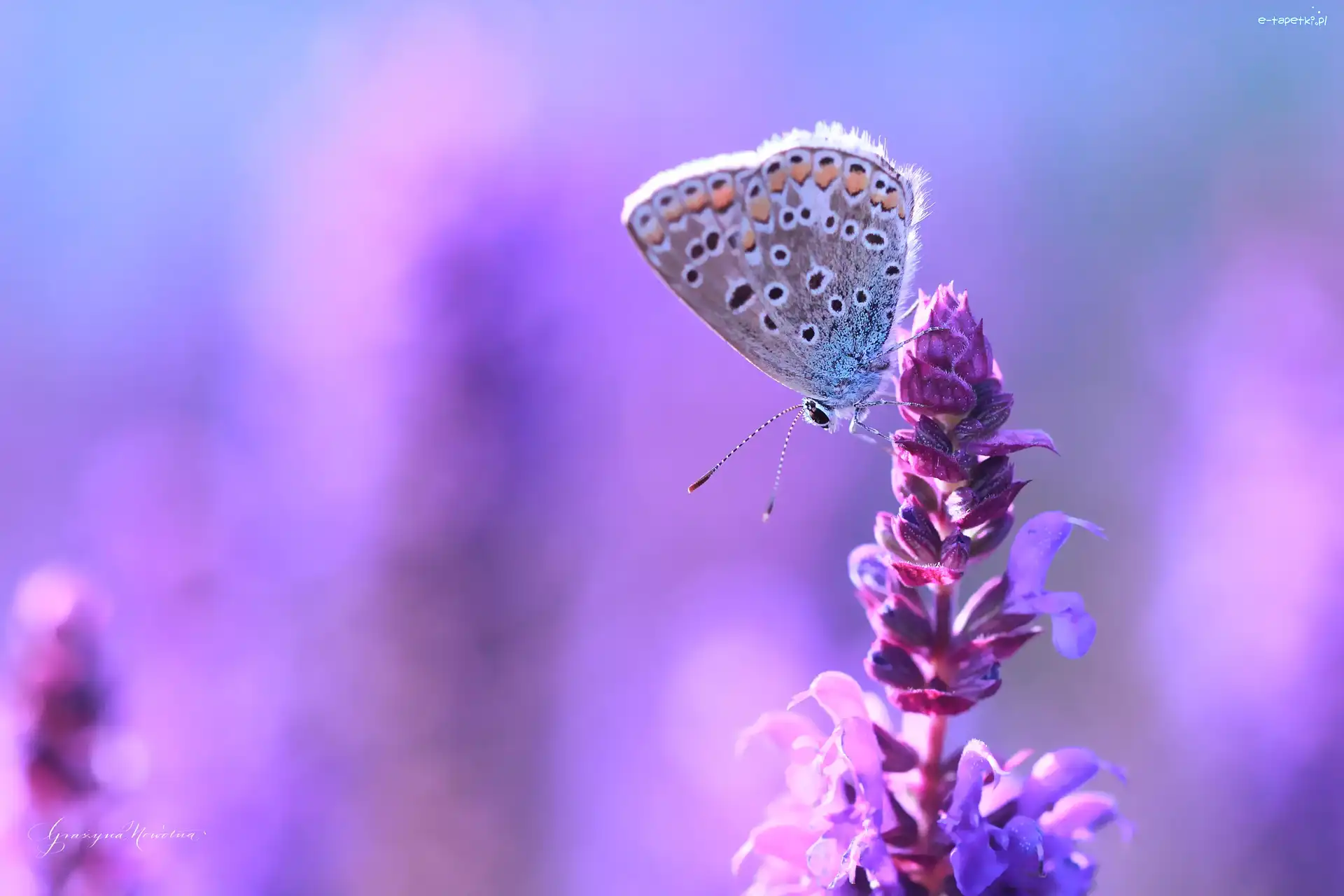 Fioletowy, Motyl, Modraszek