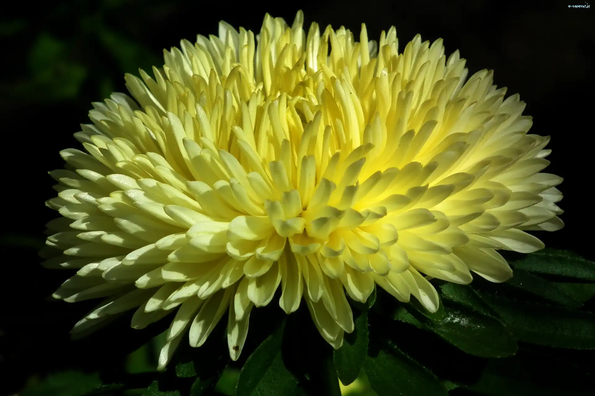 Aster, Kwiat, Przyroda