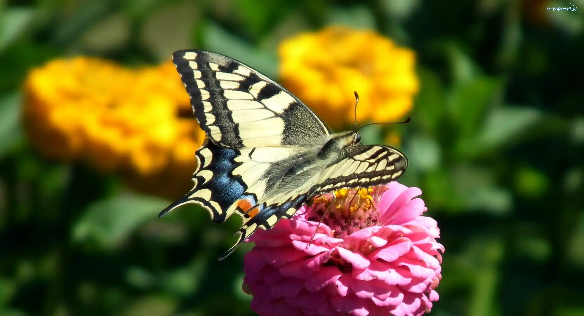 Paź królowej, Motyl