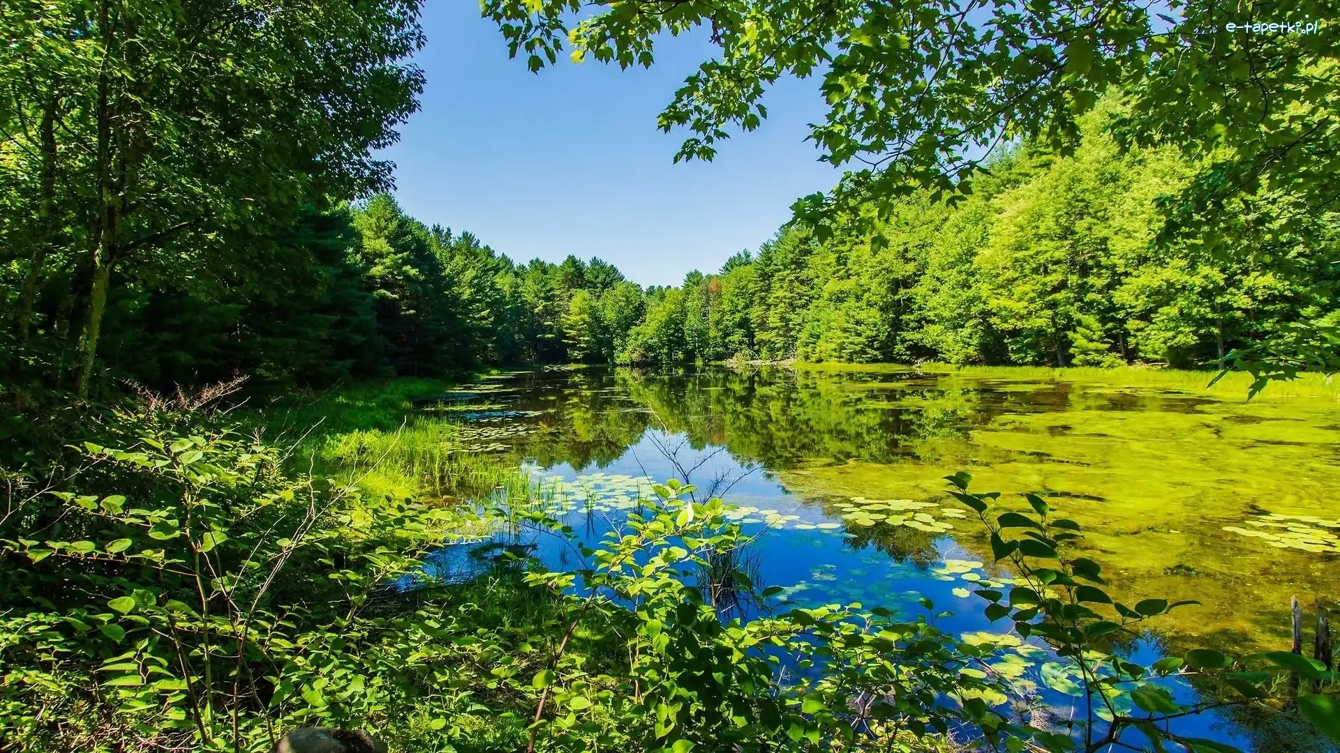Park, Roślinność, Staw, Liście, Drzewa